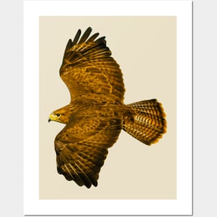 Buzzard in flight Posters and Art